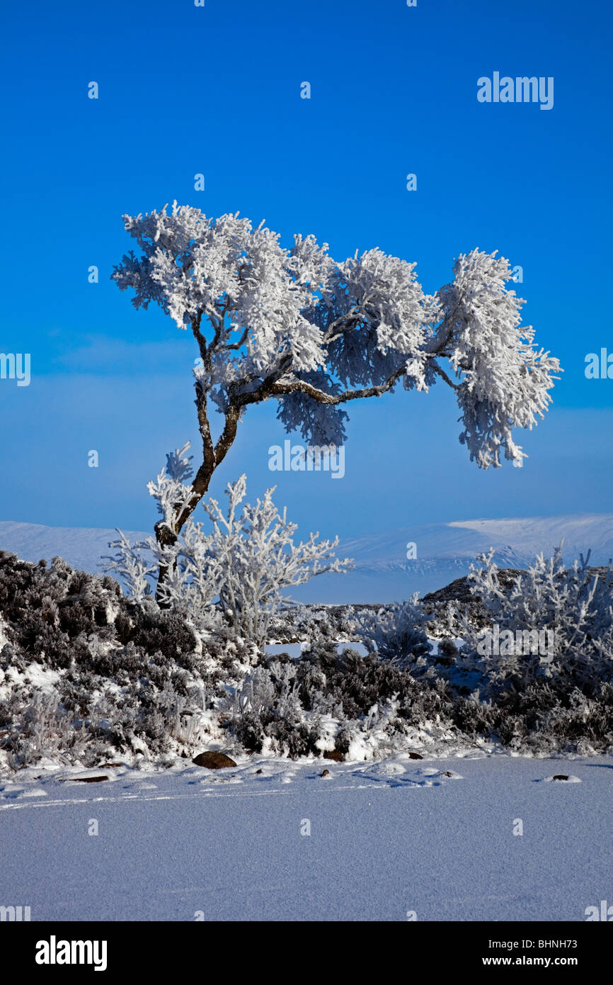 Rannoch Moor iconic tree snow covered frozen lochan Lochaber, Scotland UK Europe Stock Photo
