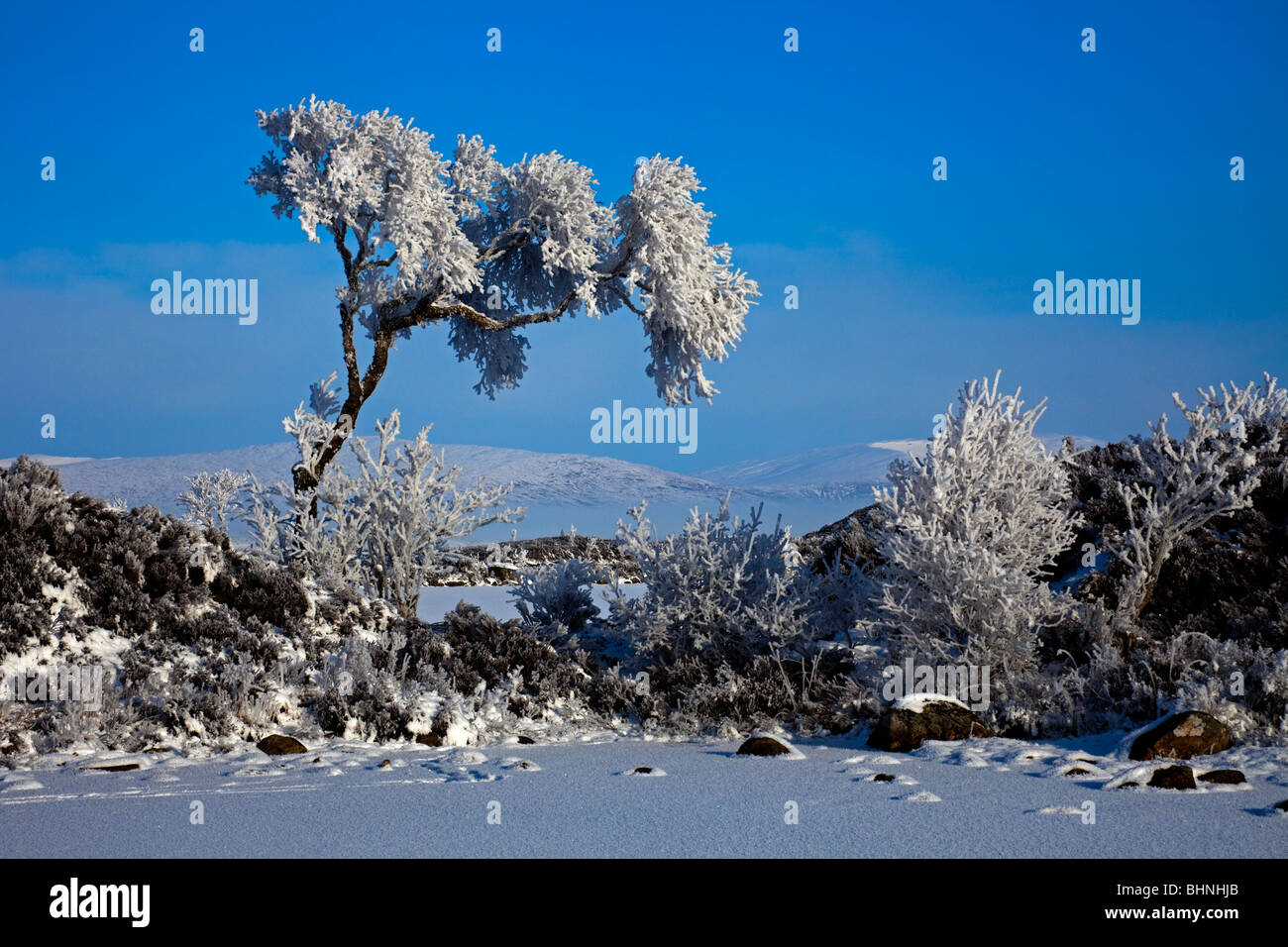Iconic tree and snow covered frozen lochan Lochaber, Scotland UK Europe Stock Photo