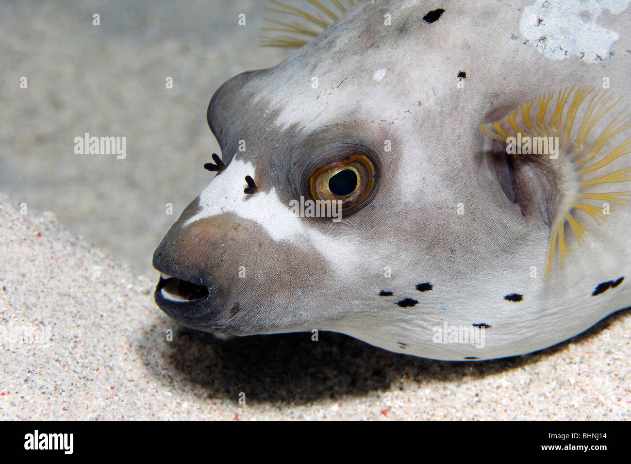 Eye of the Puffer Stock Photo Alamy