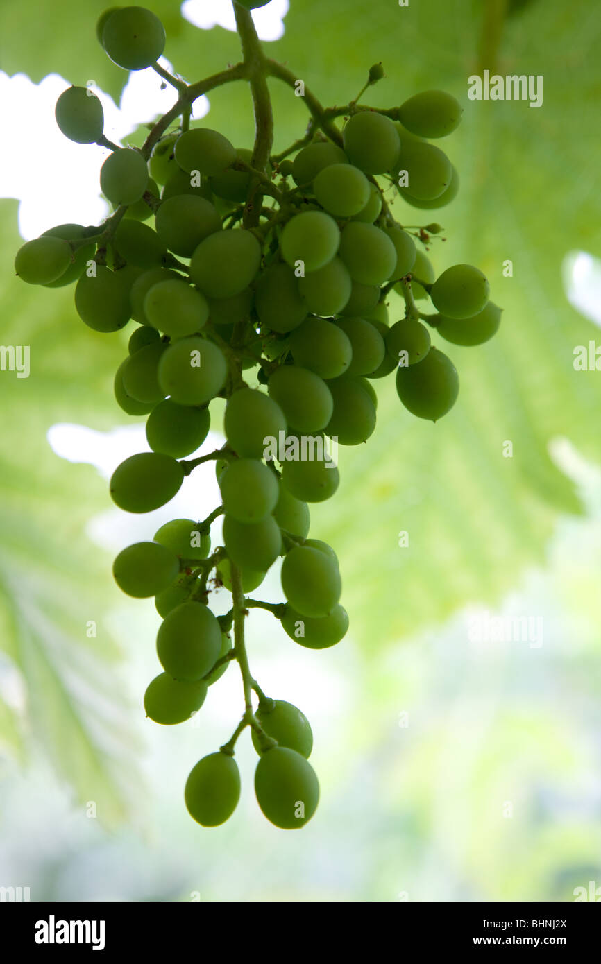 green grapes Stock Photo