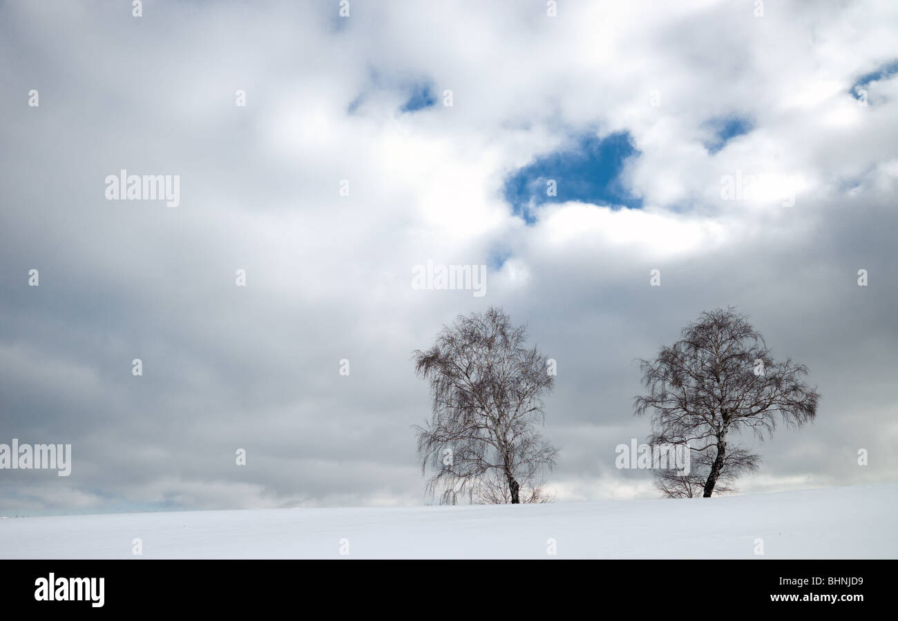Twin brich tree in winter time. Stock Photo