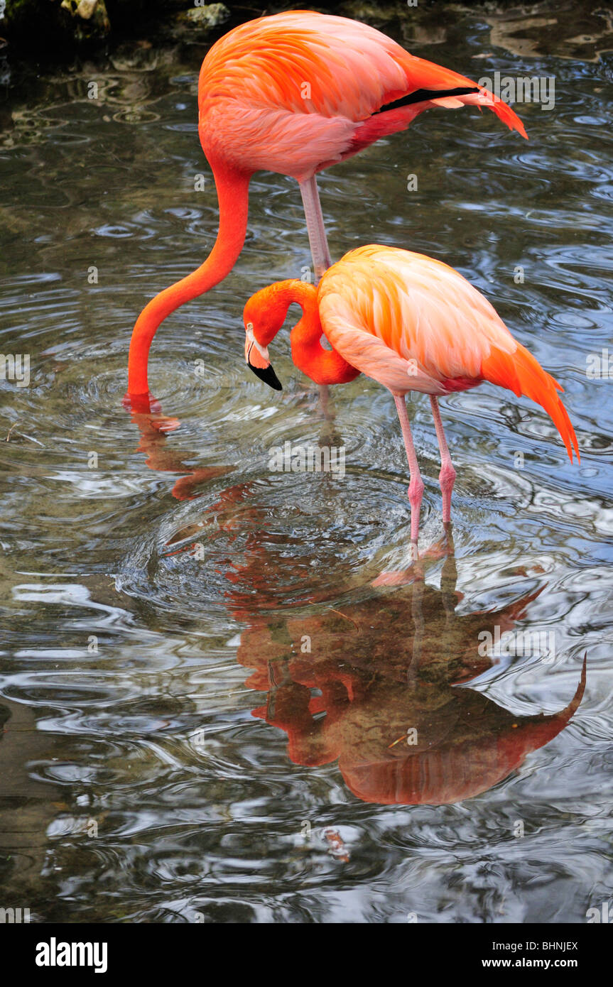 A flamingo sticks head in the water searching for food while his companion watches Stock Photo