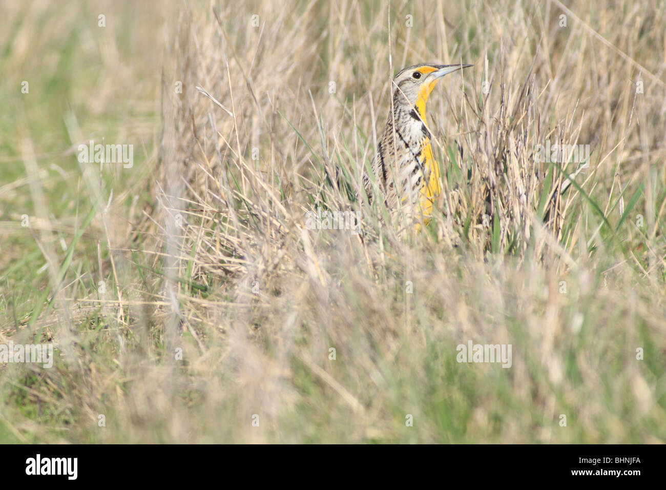 Western Meadowlark in a grass field in Washington Stock Photo Alamy