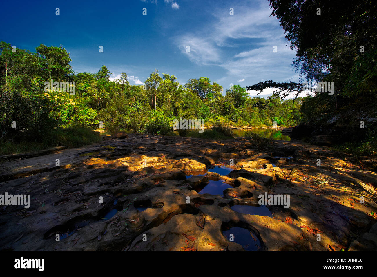 Tropical forest. Laos. Stock Photo