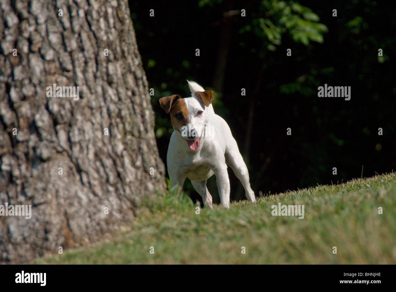 Jack Russel Terrier running, playing and looking from around a tree. Stock Photo