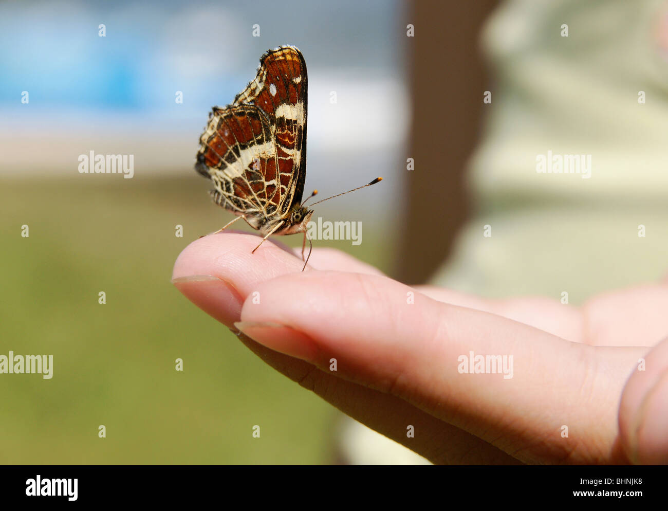 beautiful butterfly sitting on the palm of a summer day Stock Photo