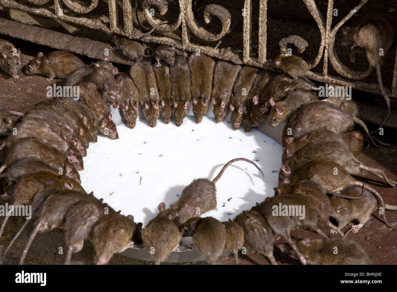 Rats drinking milk offered by hindu pilgrims. Karni Mata Temple (Rats Temple). Deshnok. Rajasthan. India Stock Photo