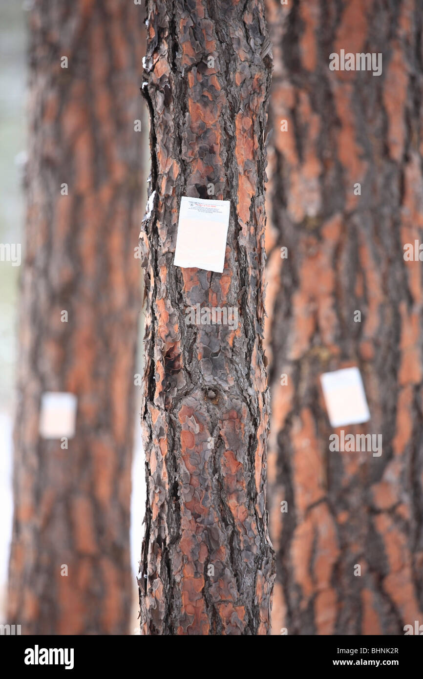 Pheromone patch on pine tree used to repel mountain pine beetles, Skihist Provincial park, British Columbia Stock Photo