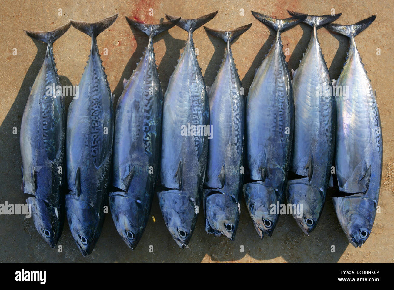 Auxis thazard fish in a row frigate tuna sport fishing catch Stock Photo