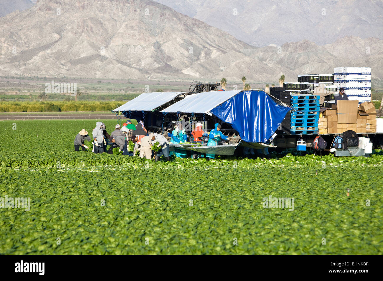 Lettuce 'Romaine' field harvest, workers picking & processing Stock Photo Alamy