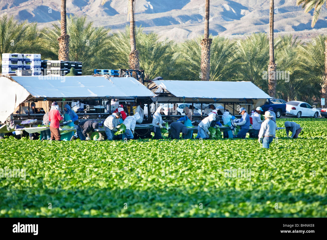 Lettuce 'Romaine' field harvest, workers picking & processing Stock Photo Alamy