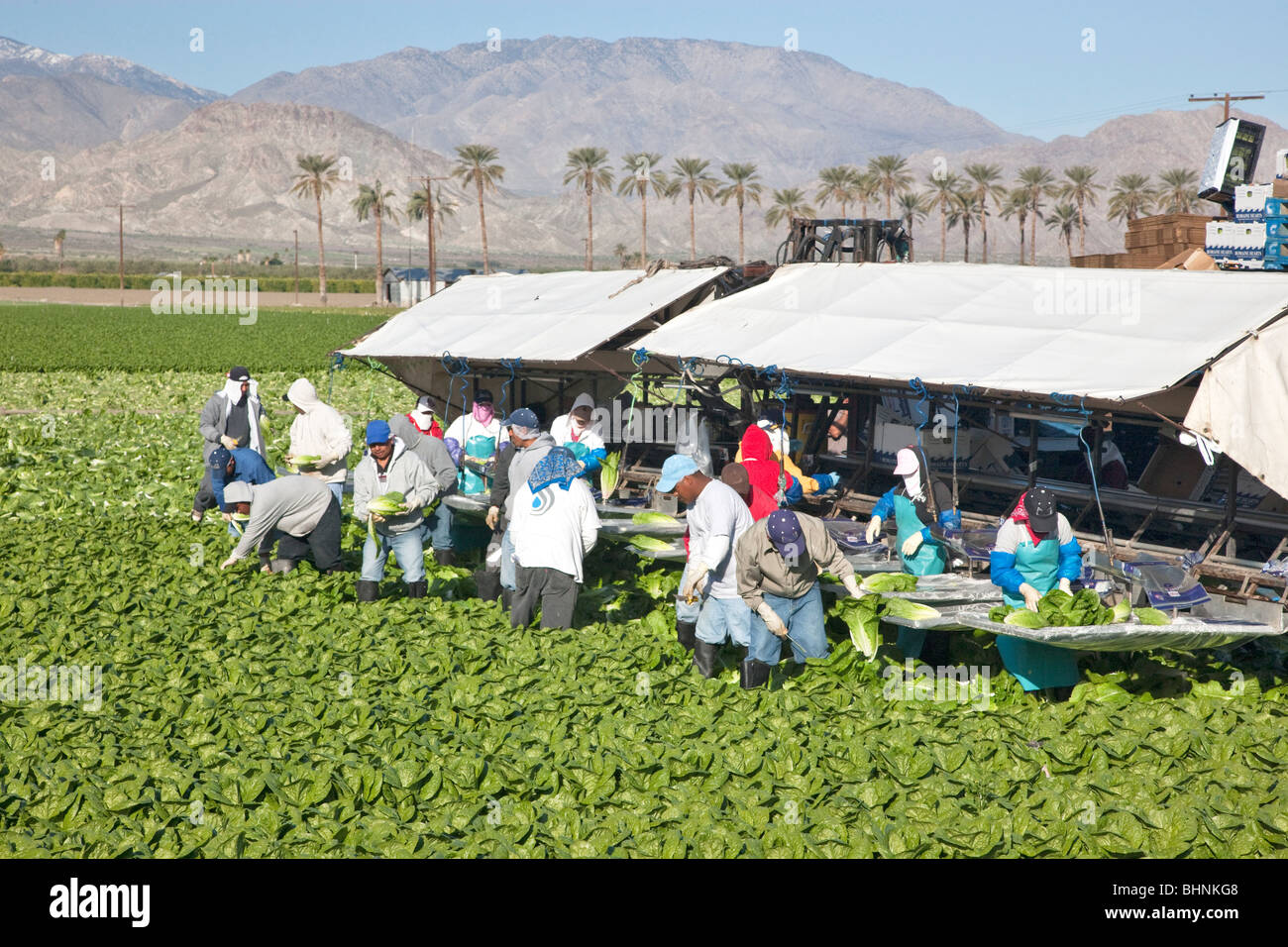 Lettuce 'Romaine' field harvest, workers picking & processing Stock Photo Alamy