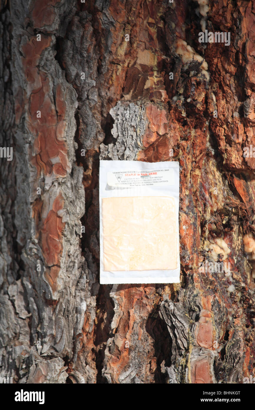 Pheromone patch on pine tree used to repel mountain pine beetle, Skihist Provincial park, British Columbia Stock Photo