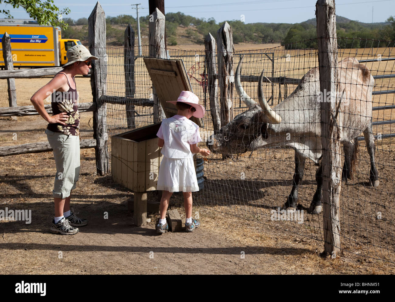 Mother and daughter on ranch feeding longhorn cattle Texas USA Stock Photo Alamy