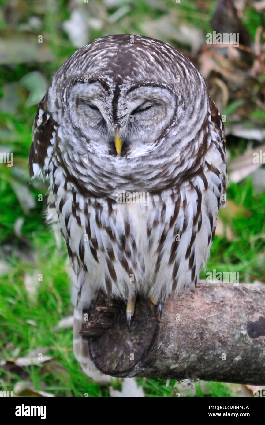 Strix Vari Usa strix varia hi-res stock photography and images - Alamy