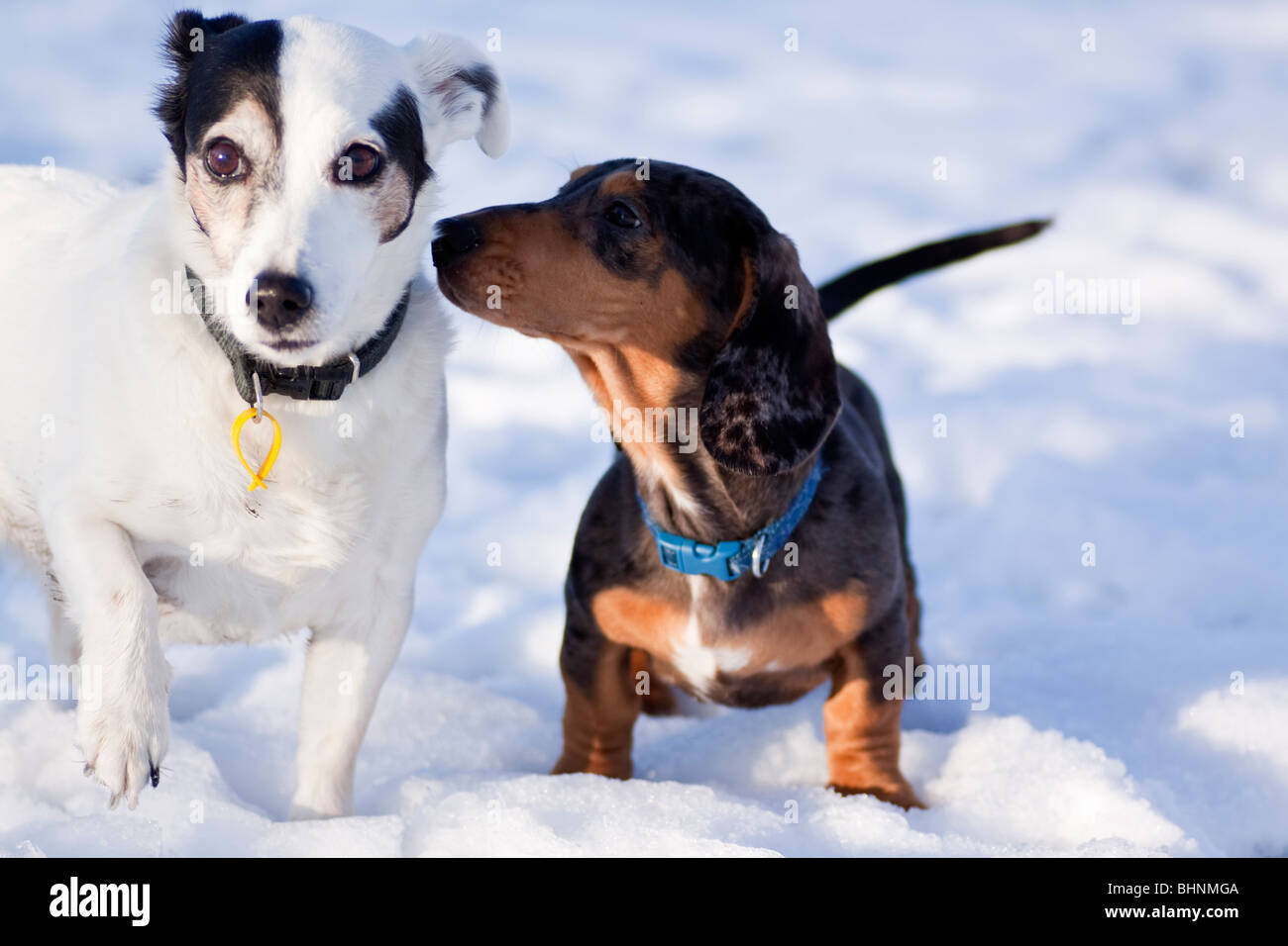 jack russell and dachshund pup Stock Photo
