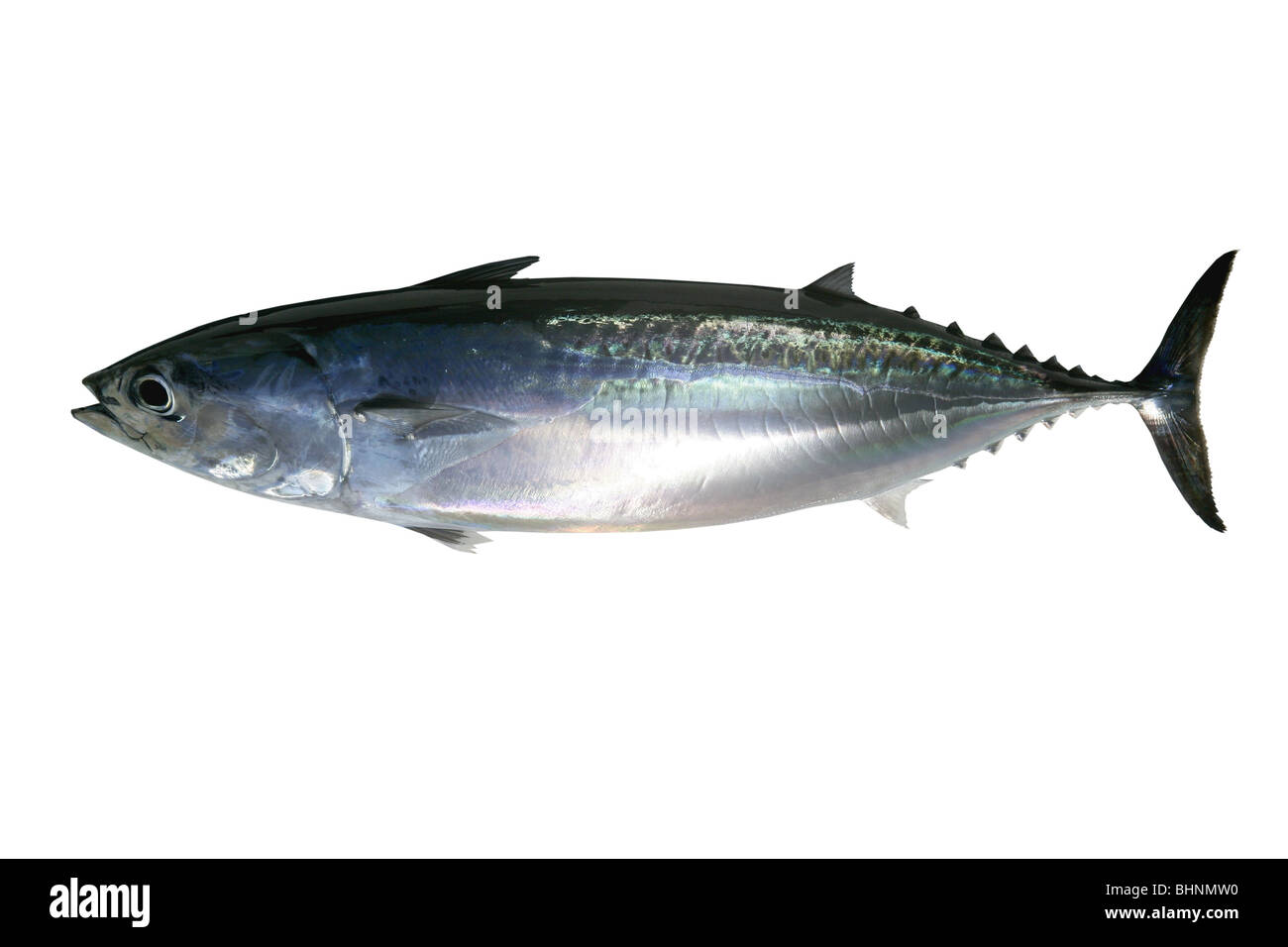 Auxis thazard saltwater frigate tuna fish isolated on white Stock Photo