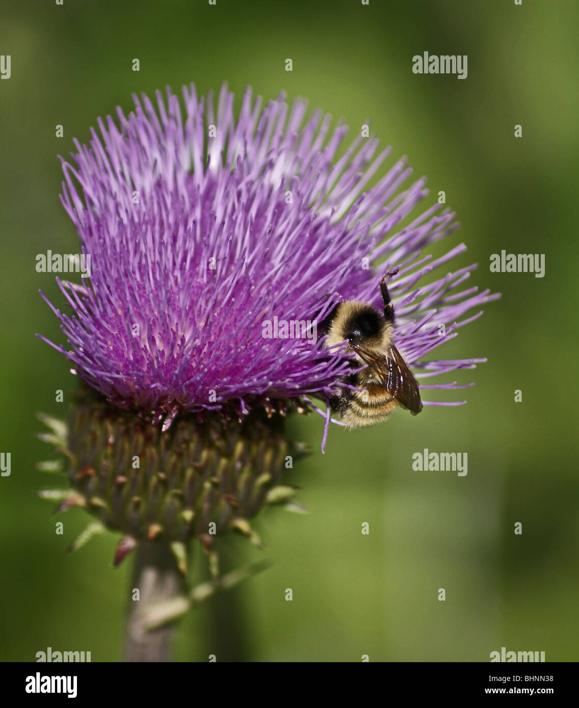Polline hi-res stock photography and images - Alamy