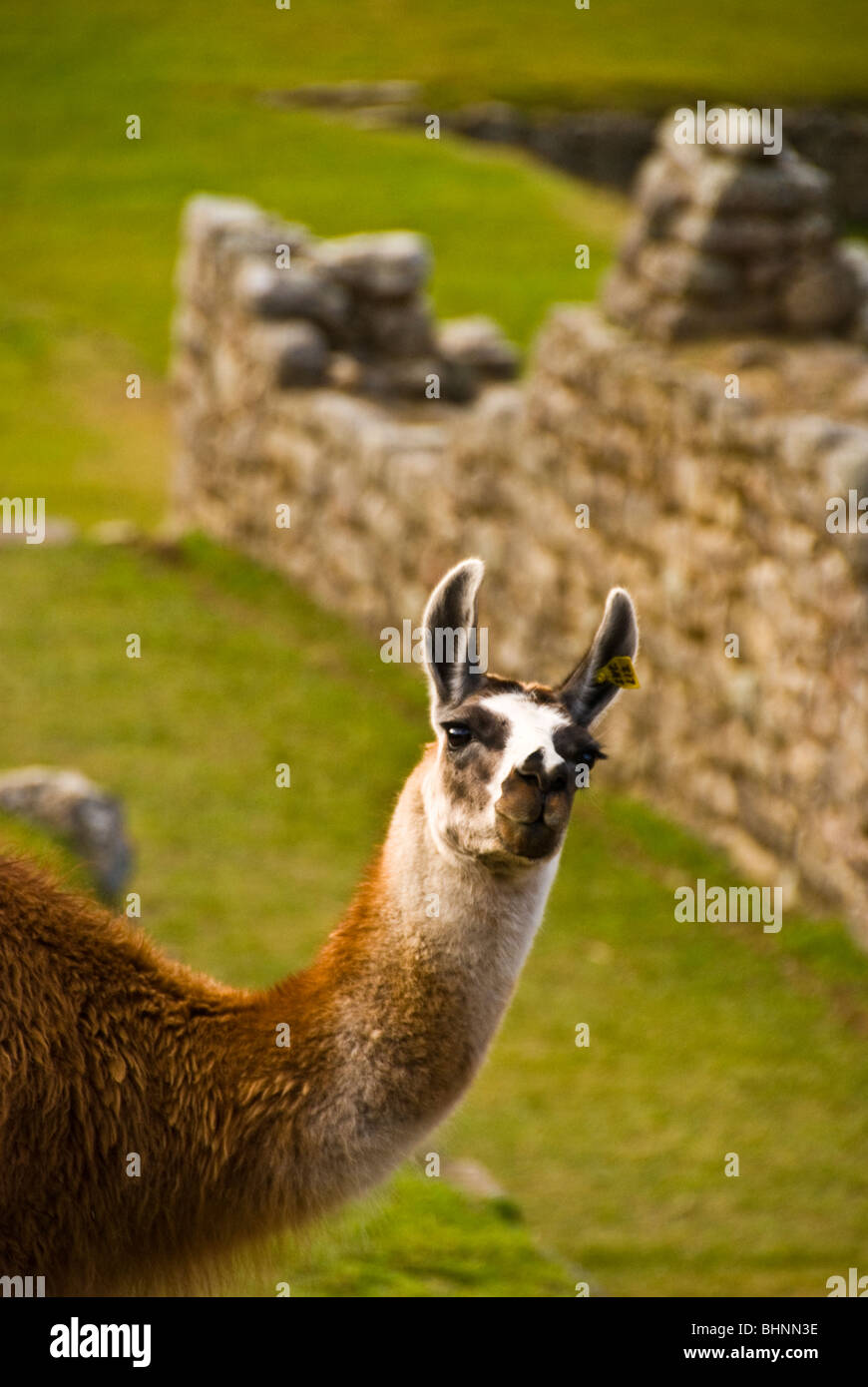 Machu Pichu llama spotting first thing in the morning, Cusco, Peru Stock Photo
