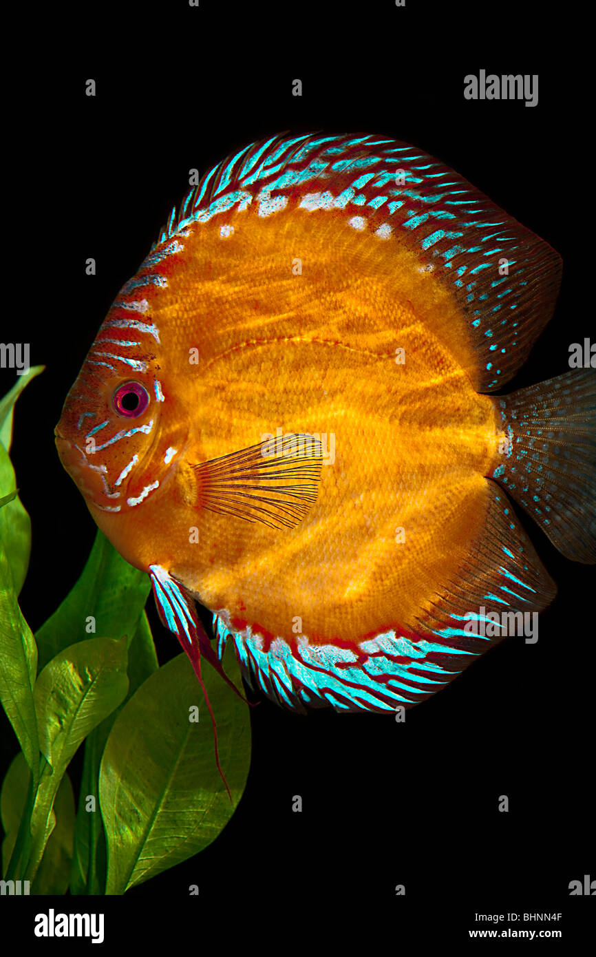 Discus fish, Stock Photo