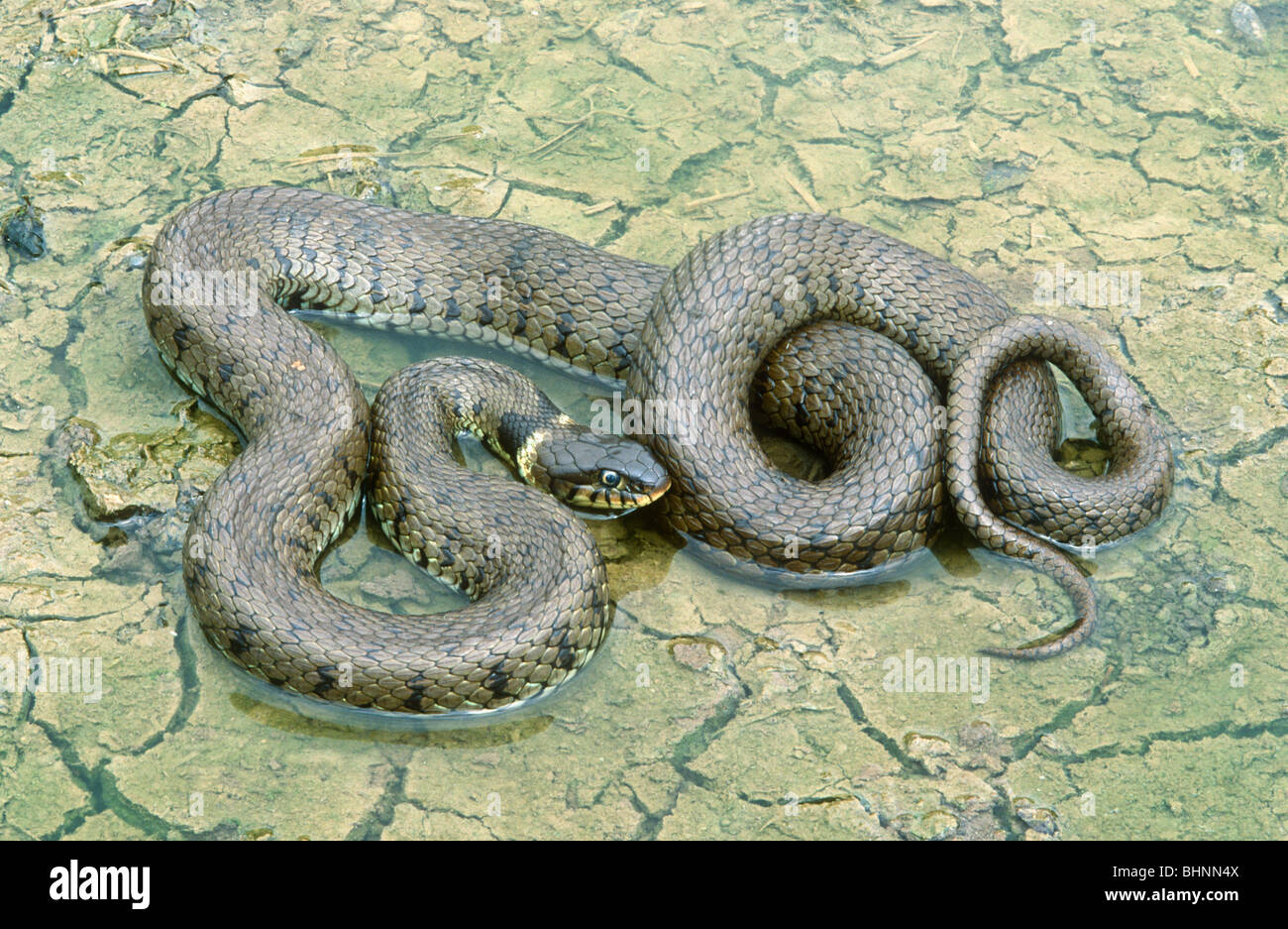 Grass Snake, Natrix natrix helvetica, Leicestershire, England Stock Photo