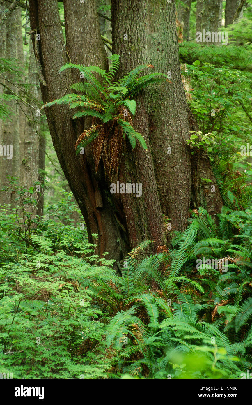 Spruce forest hi-res stock photography and images - Alamy