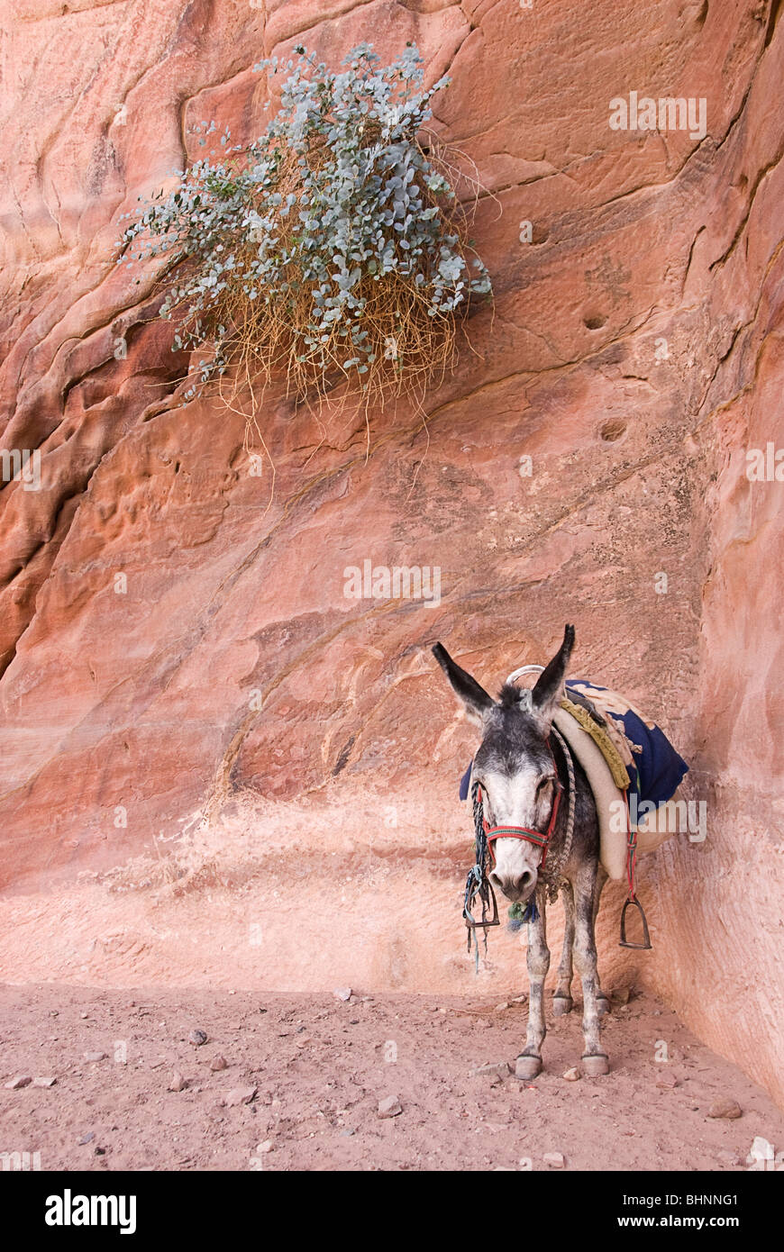Donkey tied to a shrub in the ruin of Petra, Jordan, Asia. Stock Photo