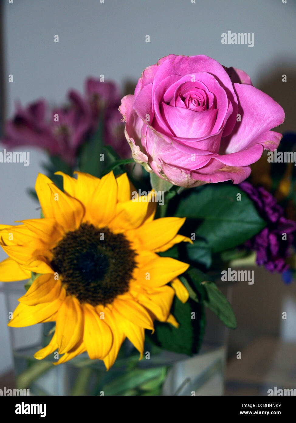 sunflower and pink rose Stock Photo Alamy