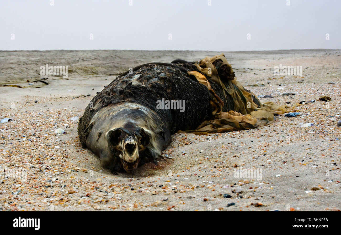dead-cape-fur-seal-rotten-decomposed-by-
