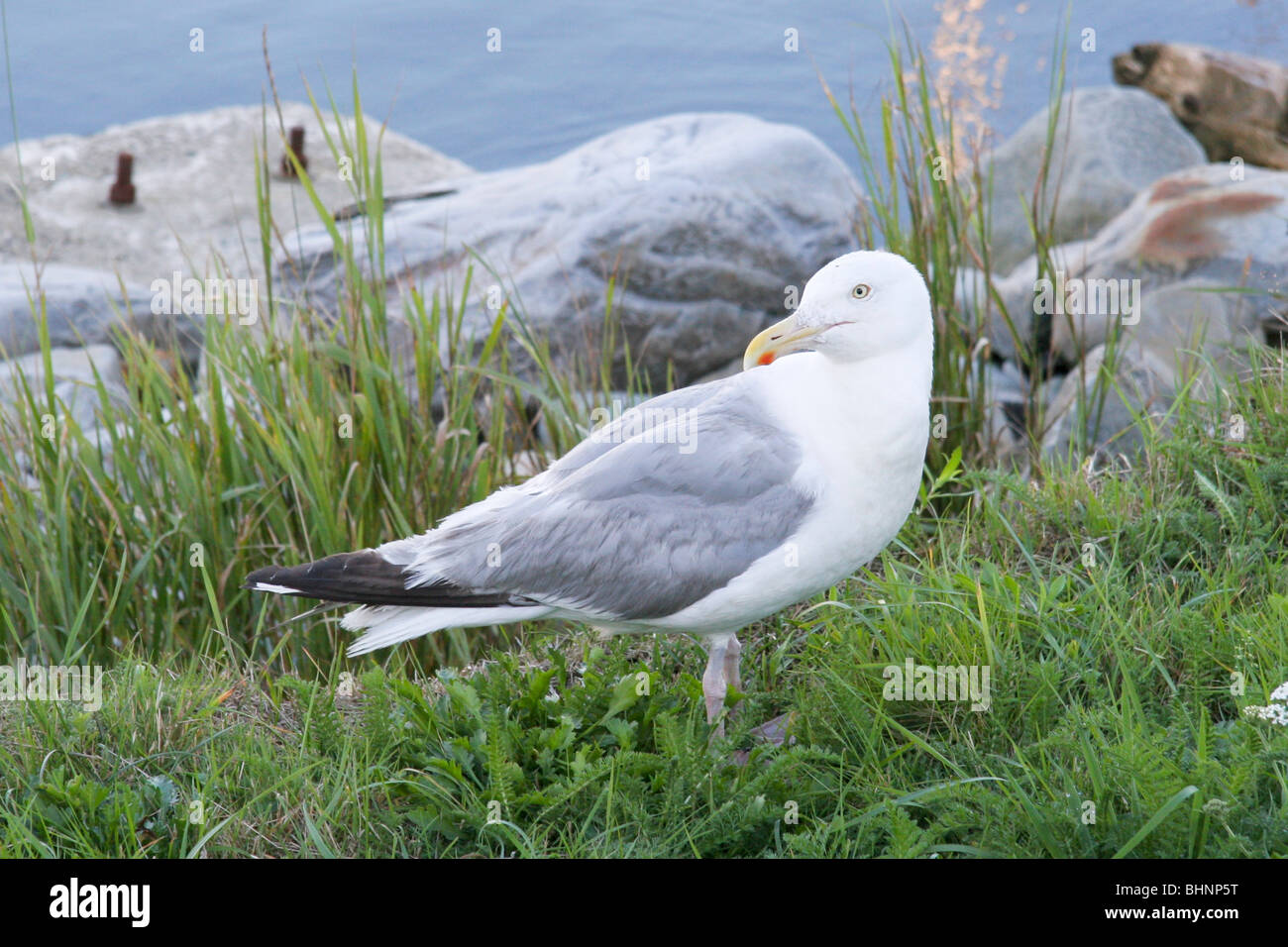 A Herring Gull at Lockeport, Nova Scotia Stock Photo Alamy