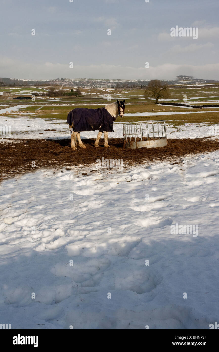 Horse in winter farm field, Derbyshire, UK Stock Photo Alamy