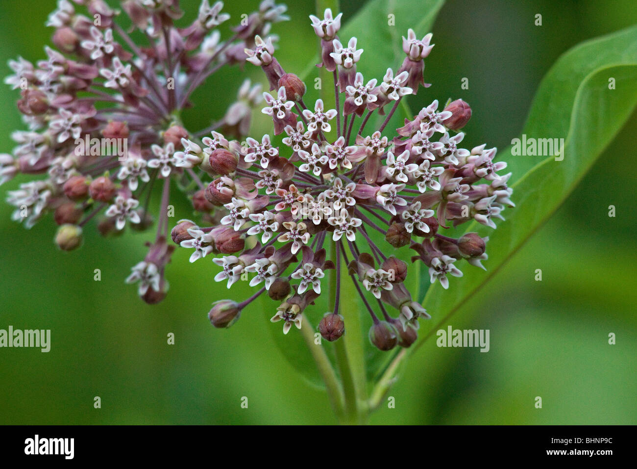 Common Milkweed Stock Photo