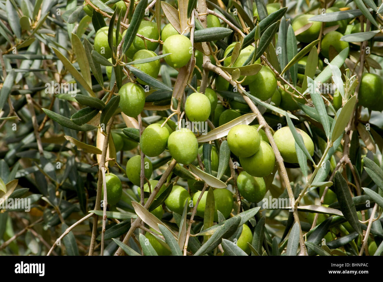 Olive tree bearing fruit Stock Photo Alamy