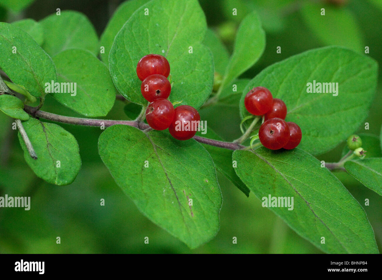 Common Winterberry Stock Photo