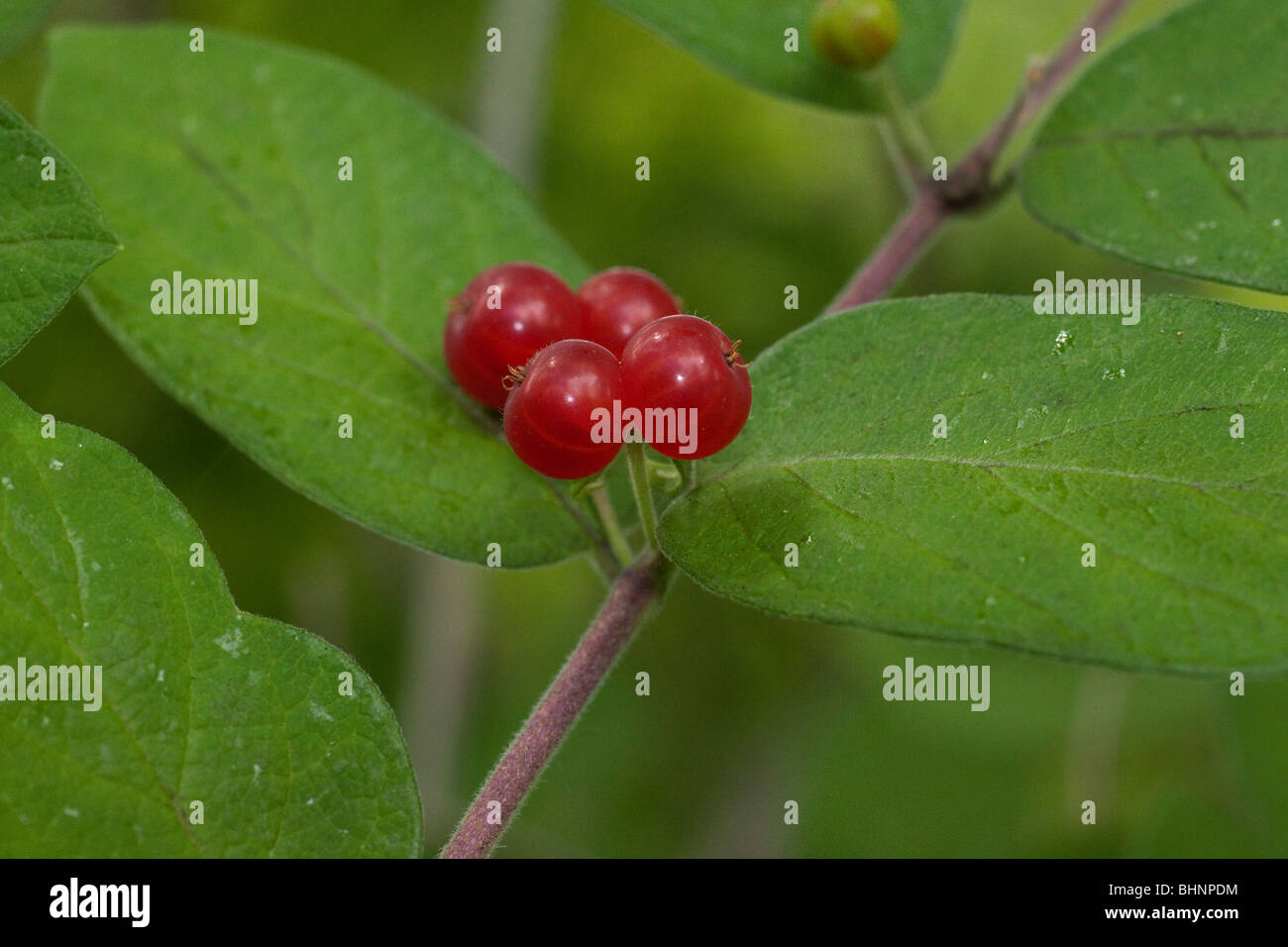 Common Winterberry Stock Photo