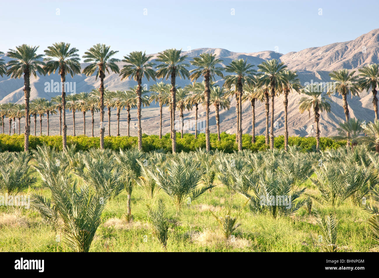 Date Palm plantation, young palms in foreground, citrus orchard Stock
