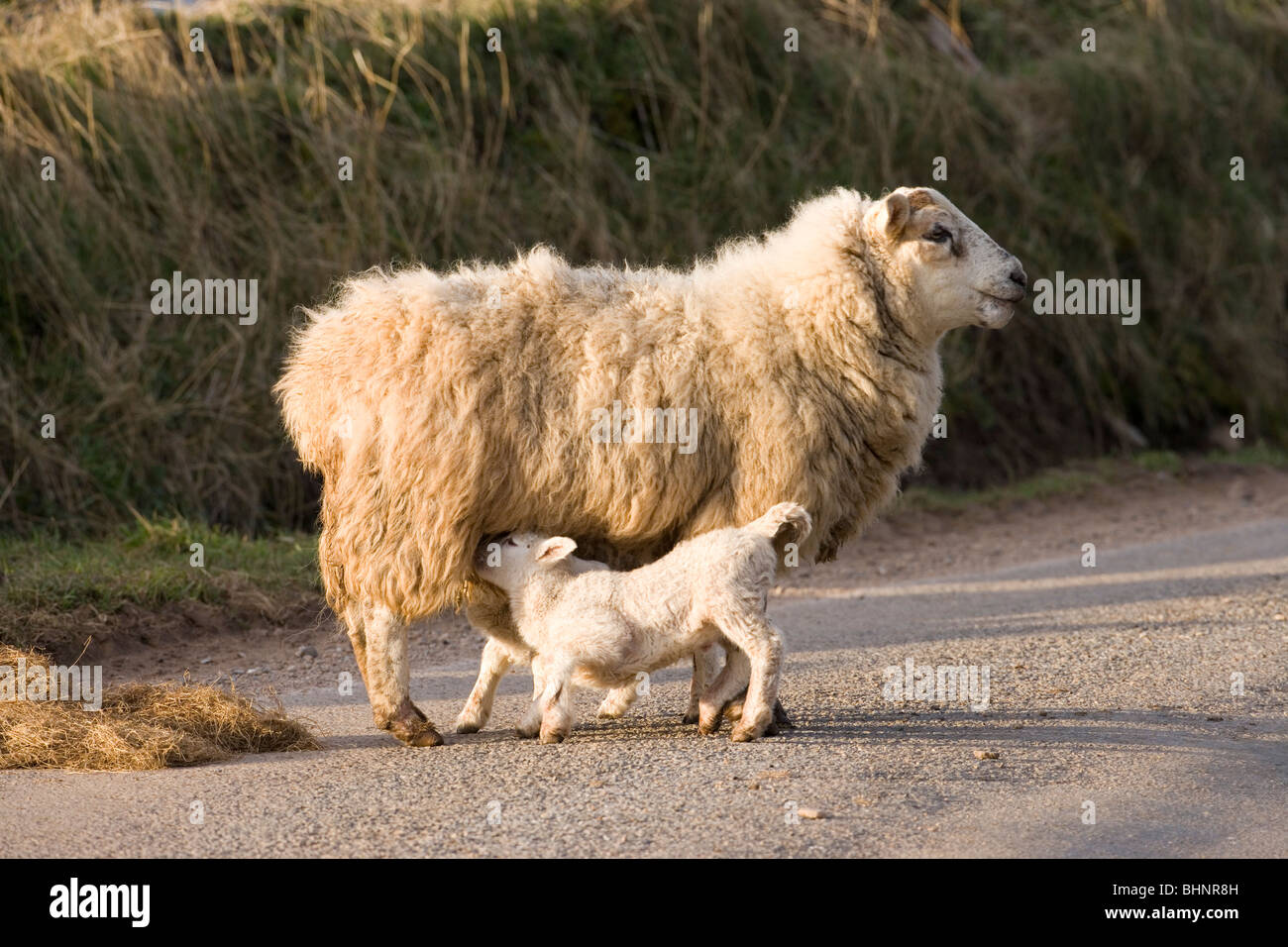 Ewe and suckling lambs. Sheep. Ovis aries. Free ranging. Roadside, Scotland. Stock Photo