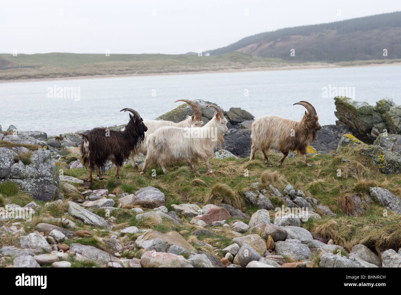 'Wild' or Feral Goats (Capra hircus). Rocky shoreline, Islay, Scotland. Stock Photo