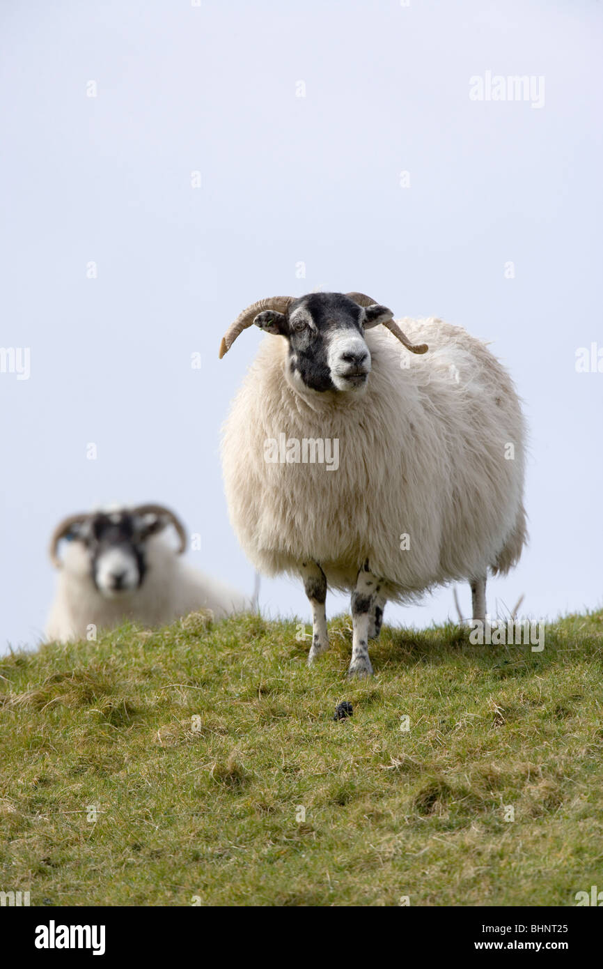Hill or Fell Sheep. Ovis aries. Islay, Scotland. Stock Photo