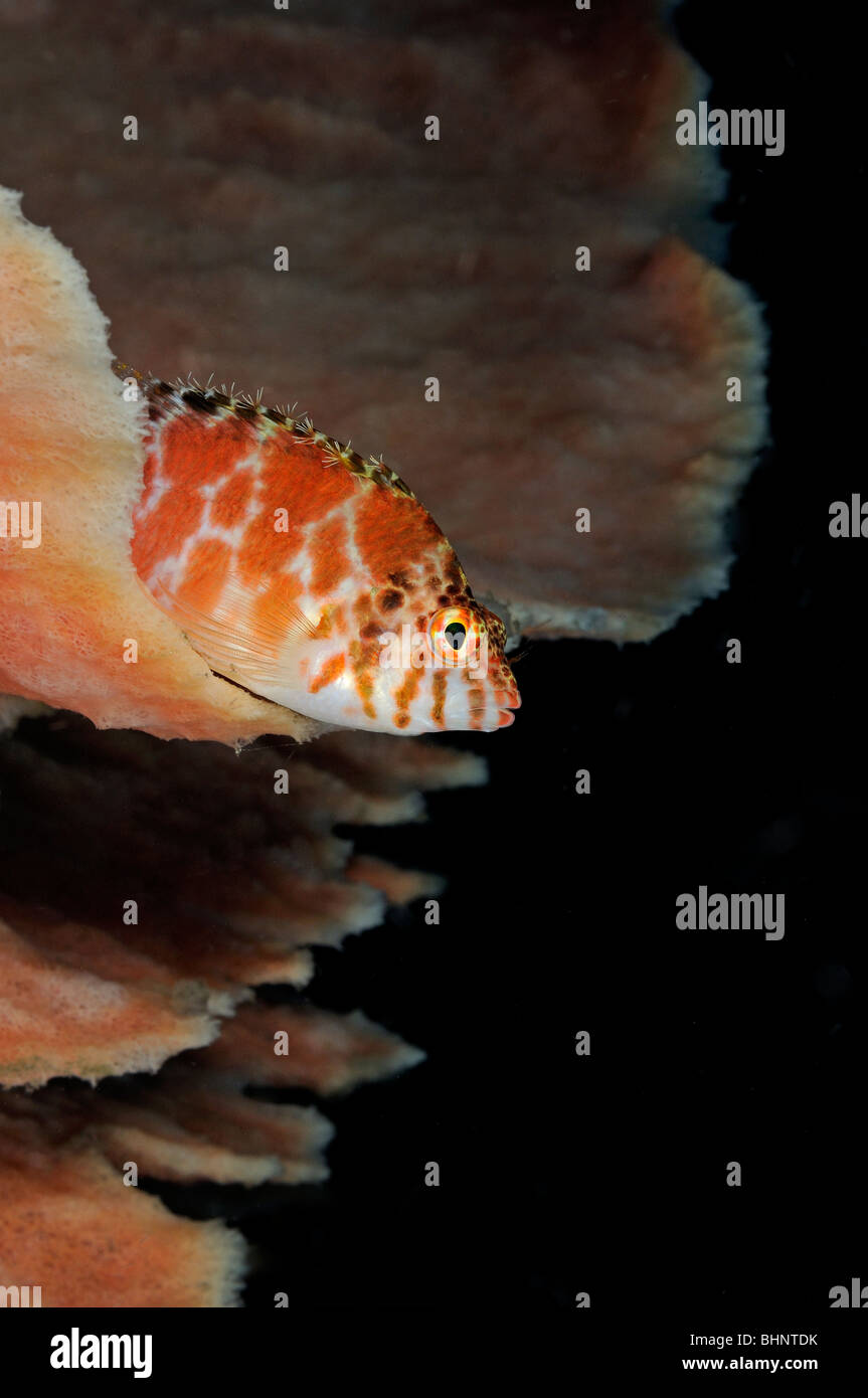 Cirrhitichthys oxycephalus, spotted hawkfish on sponge, Tulamben, Bali, Indonesia, Indo-Pacific Ocean Stock Photo