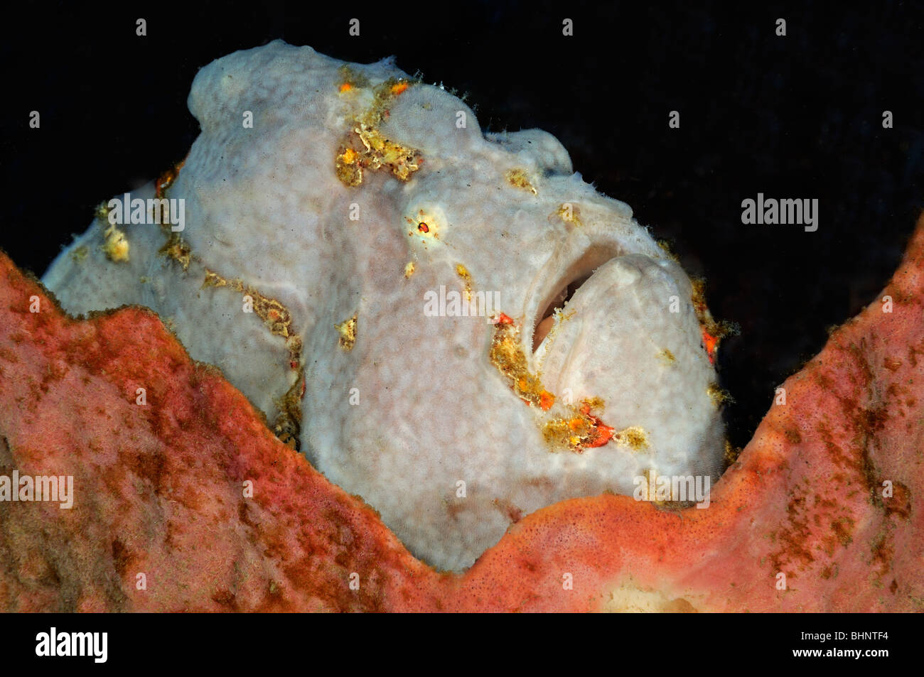 Antennarius coccineus, Freckled Frogfish, Scarlet Frogfish, Tulamben, Bali, Indonesia, Indo-Pacific Ocean Stock Photo