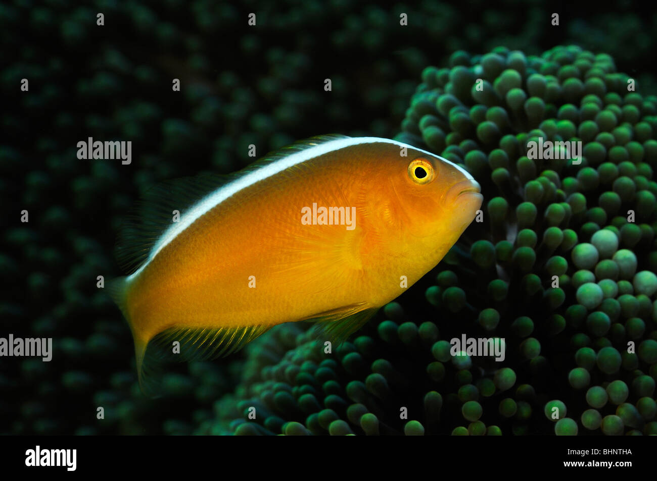 Amphiprion sandaracinos, Eastern skunk anemonefish, Tulamben, Bali, Indonesia, Indo-Pacific Ocean Stock Photo