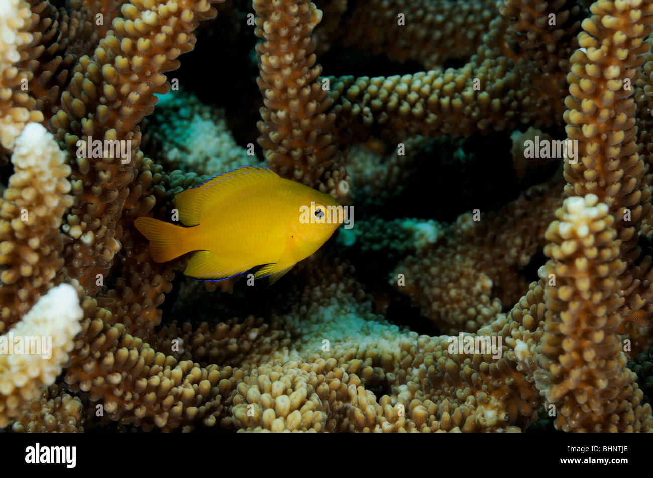 Photo inspiration: Indo Pacific Yellow Damselfish Coral Disease Treatment Reference: Golden Damselfish In Hard Corals Golden Damselfish In Hard Corals