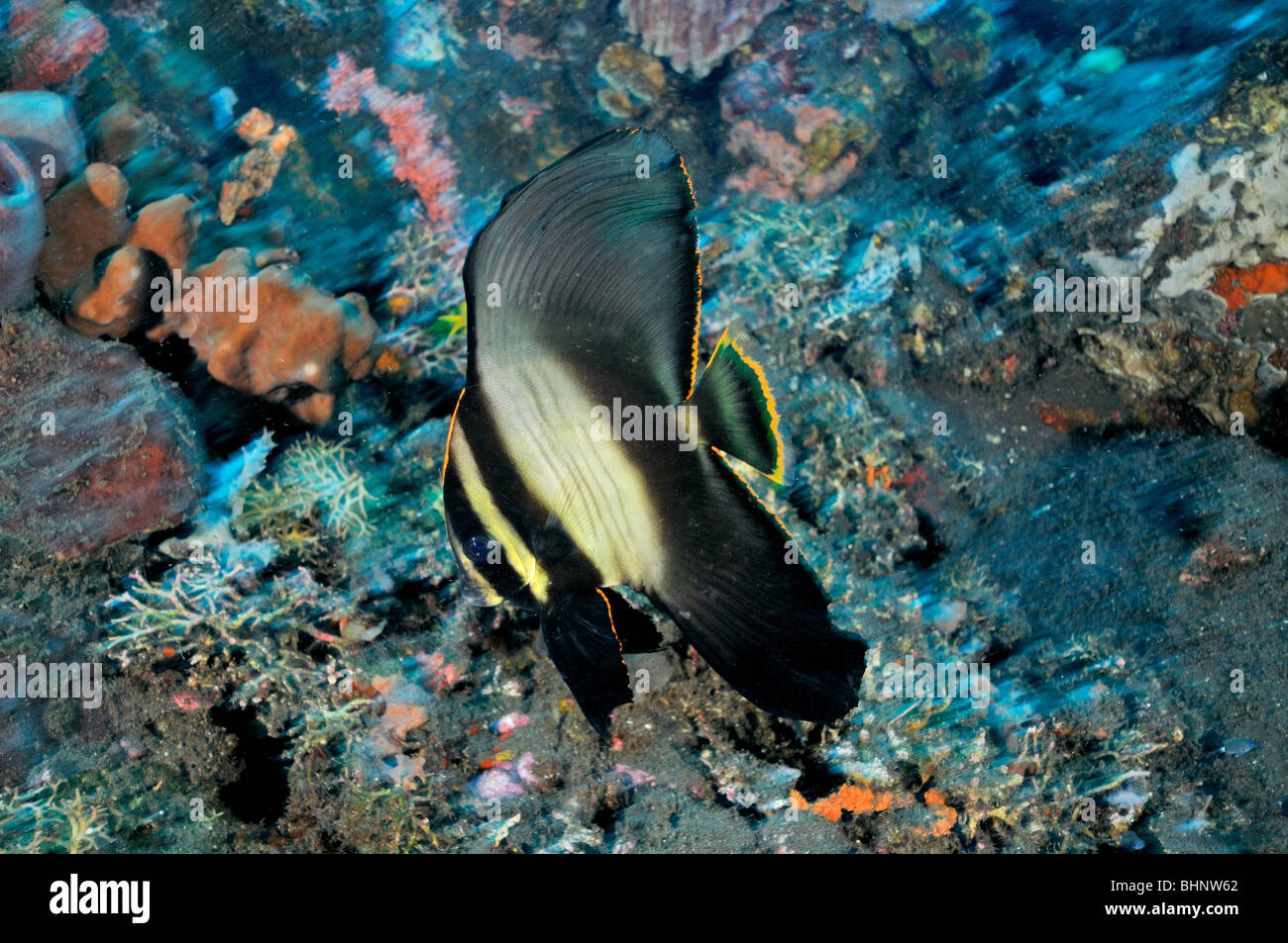 Platax pinnatus, juvenile Shaded batfish, Dusky batfish, Tulamben, Bali, Indonesia, Indo-Pacific Ocean Stock Photo