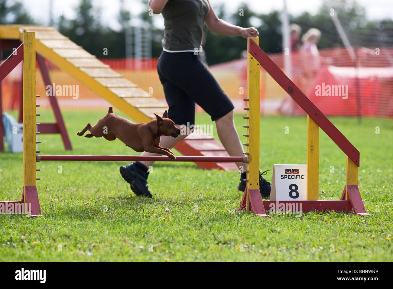 Dog jumping in agility competition Stock Photo Alamy