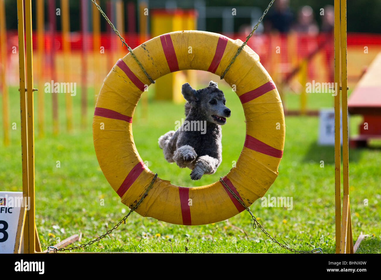 Dog jumping in agility competition Stock Photo Alamy