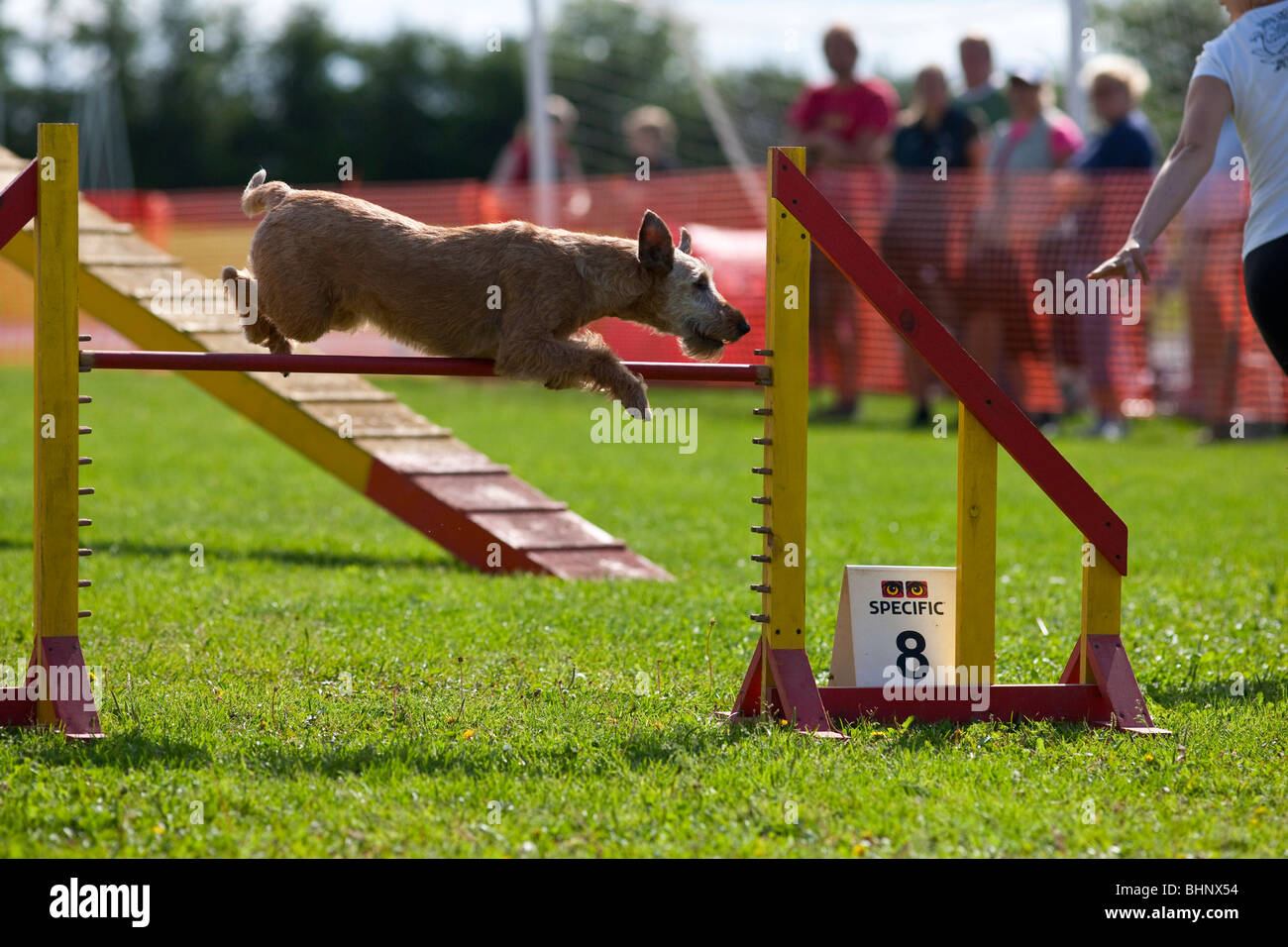 Dog jumping in agility competition Stock Photo Alamy