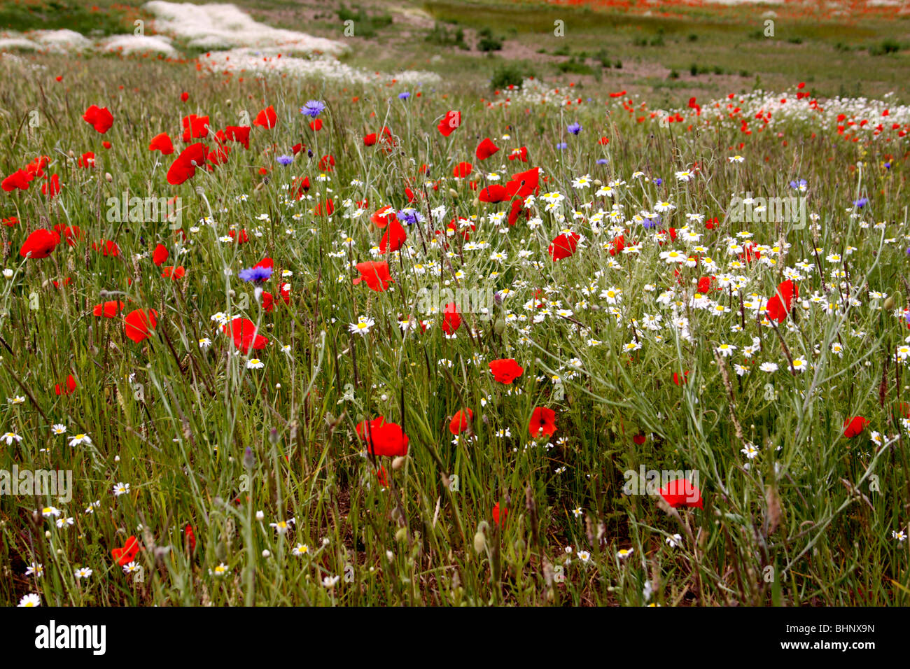 Uk wild flower meadow blue sky hi-res stock photography and images - Alamy