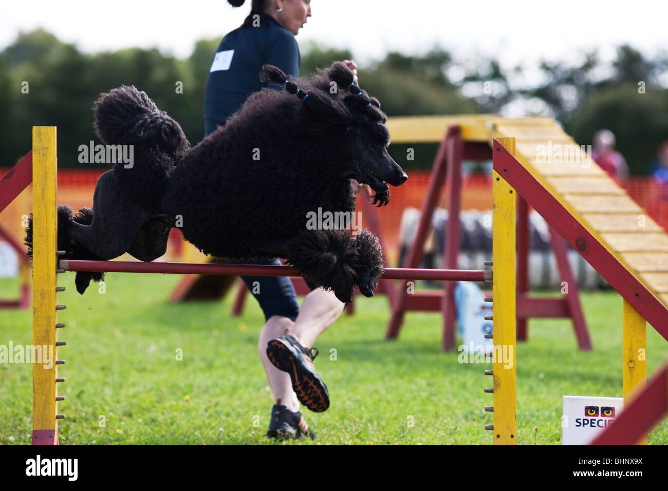 Dog jumping in agility competition Stock Photo Alamy