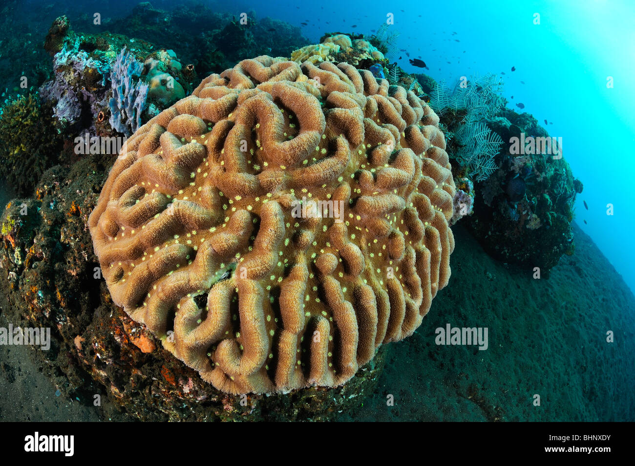Leptoseris mycetoseroides, Ridge Coral, Out of Eden, Alam Anda, Bali, Indonesia, Indo-Pacific Ocean Stock Photo